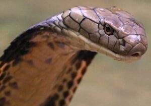 where to buy sulfur for snakes